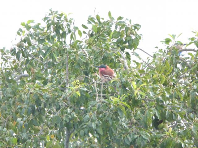 ../photos/Botswana/Jane/P1040372.jpg?t=1775422308