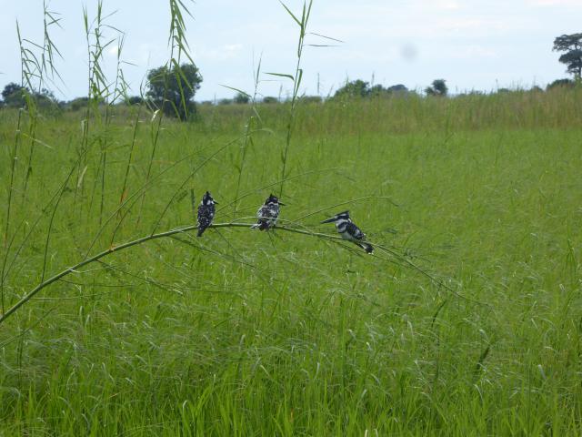 ../photos/Botswana/Jane/P1040377.jpg?t=1775422308