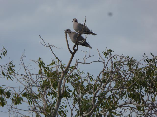 ../photos/Botswana/Jane/P1040384.jpg?t=1775422308