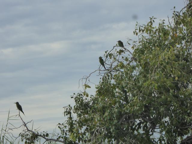 ../photos/Botswana/Jane/P1040386.jpg?t=1775422308