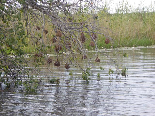 ../photos/Botswana/Jane/P1040388.jpg?t=1775422308