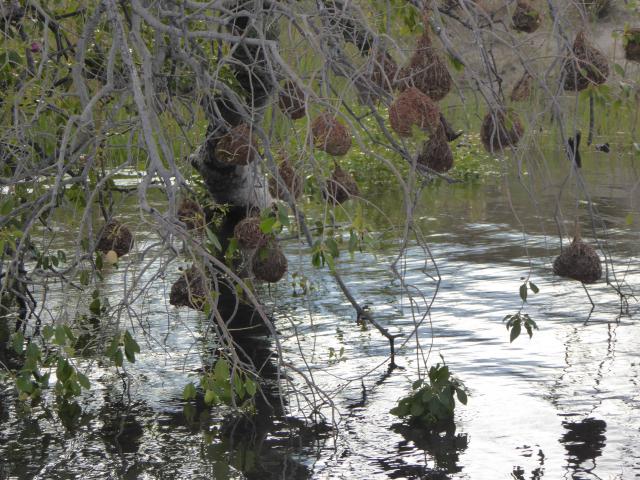 ../photos/Botswana/Jane/P1040389.jpg?t=1775422308