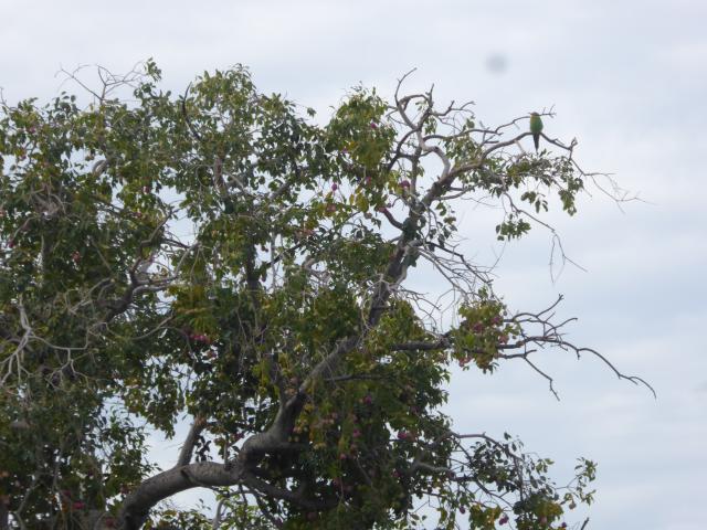 ../photos/Botswana/Jane/P1040390.jpg?t=1775422308