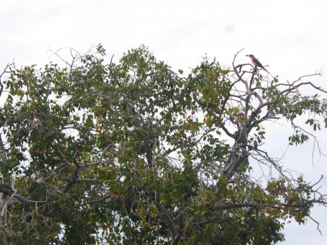 ../photos/Botswana/Jane/P1040391.jpg?t=1775422308