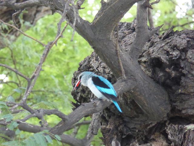../photos/Botswana/Jane/P1040412.jpg?t=1775422308