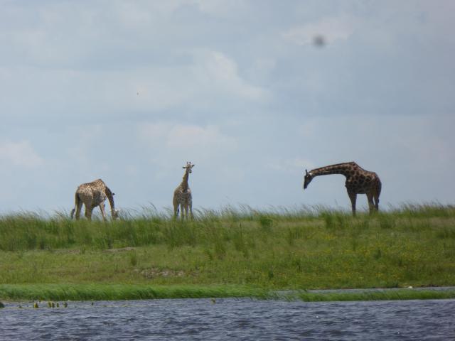 http://www.gandjlawrence.co.uk/photos/Botswana/Jane/P1040421.jpg