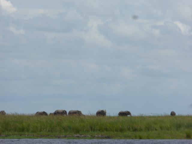 Botswana/Jane/P1040431.jpg
