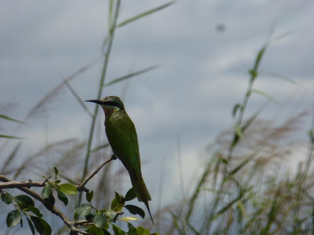 ../photos/Botswana/Jane/P1040446.jpg?t=1775422308