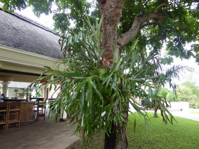 ../photos/Botswana/Jane/P1040490.jpg?t=1775420089