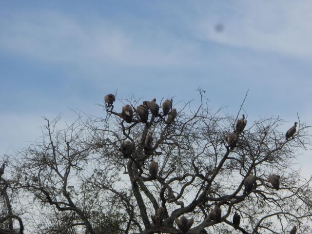 ../photos/Botswana/Jane/P1040499.jpg?t=1775420089