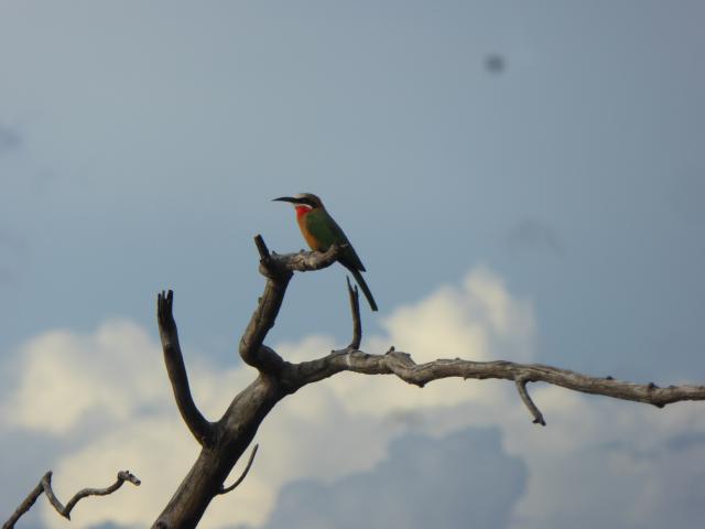 ../photos/Botswana/Jane/P1040504.jpg?t=1775420089