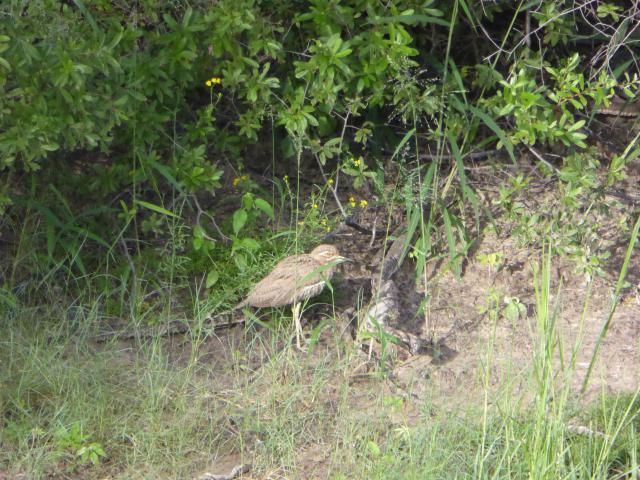 ../photos/Botswana/Jane/P1040510.jpg?t=1775420089