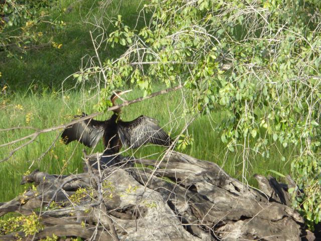 ../photos/Botswana/Jane/P1040511.jpg?t=1775420089