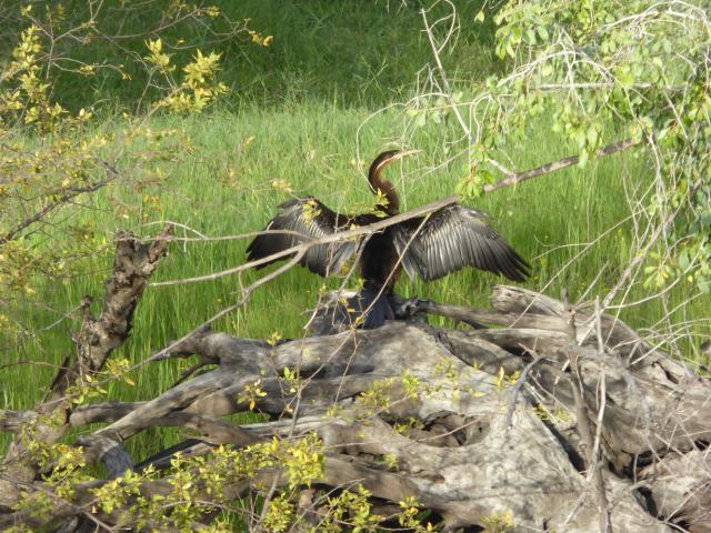 ../photos/Botswana/Jane/P1040512.jpg?t=1775420089