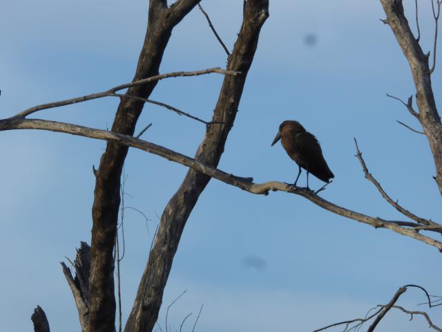../photos/Botswana/Jane/P1040516.jpg?t=1775420089