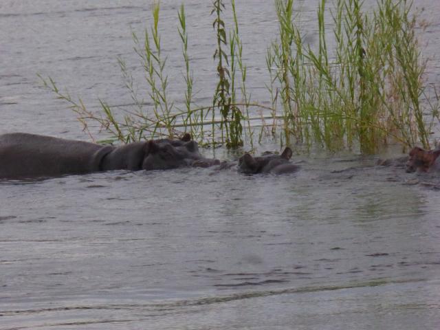 ../photos/Botswana/Jane/P1040531.jpg?t=1775420089