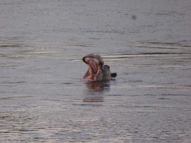 ../photos/Botswana/Jane/P1040535.jpg?t=1775420089