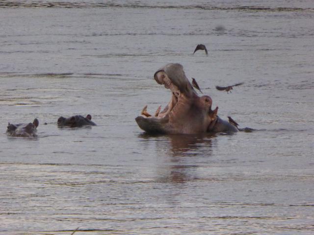 ../photos/Botswana/Jane/P1040538.jpg?t=1775420089