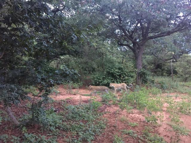 ../photos/Botswana/Sophie/IMG_0505.jpg?t=1775280941