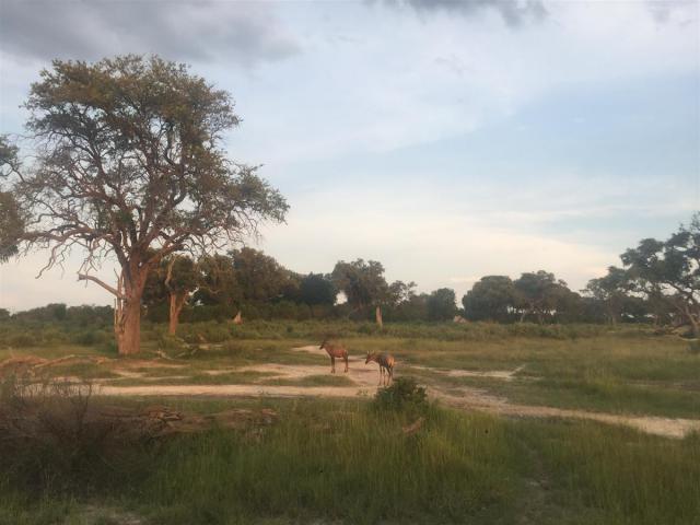 ../photos/Botswana/Sophie/IMG_0516_1_.jpg?t=1775440283