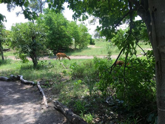 ../photos/Botswana/Syd/IMG_0527_1_.jpg?t=1775440283