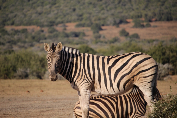 ../photos/SAMOZ19/Emma/IMG_4352.jpg?t=1775440094