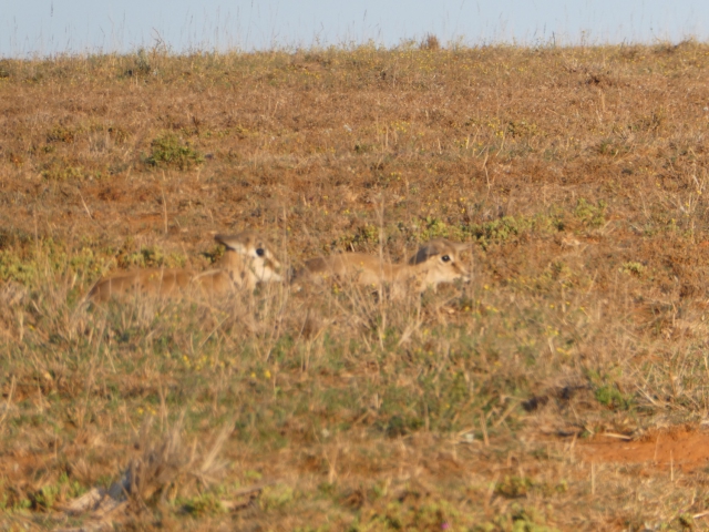 ../photos/SAMOZ19/Jane/P1010287.jpg?t=1775417854