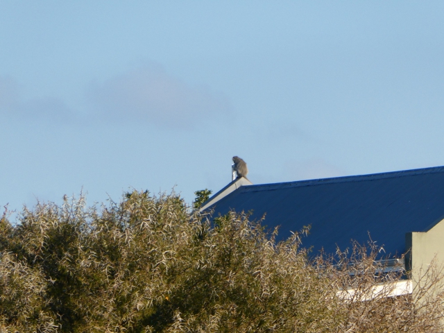 ../photos/SAMOZ19/Jane/P1010368.jpg?t=1775440094