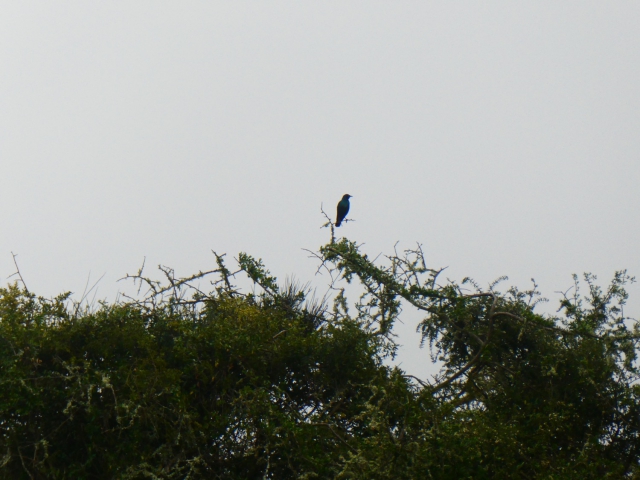 ../photos/SAMOZ19/Jane/P1010400.jpg?t=1775440094