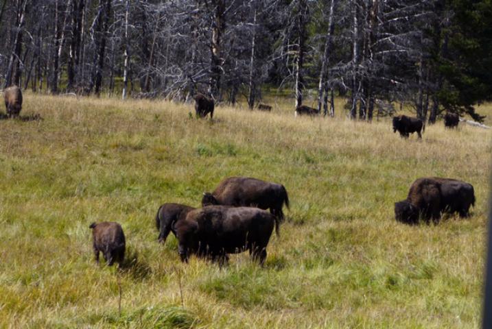 canusa/Slava/1Bison.jpg