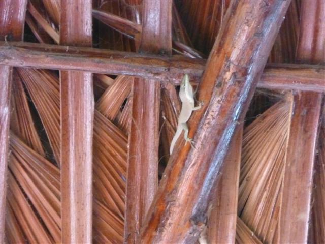 ../photos/cuba/Bill/Animals_Gecko_1.jpg?t=1775439264