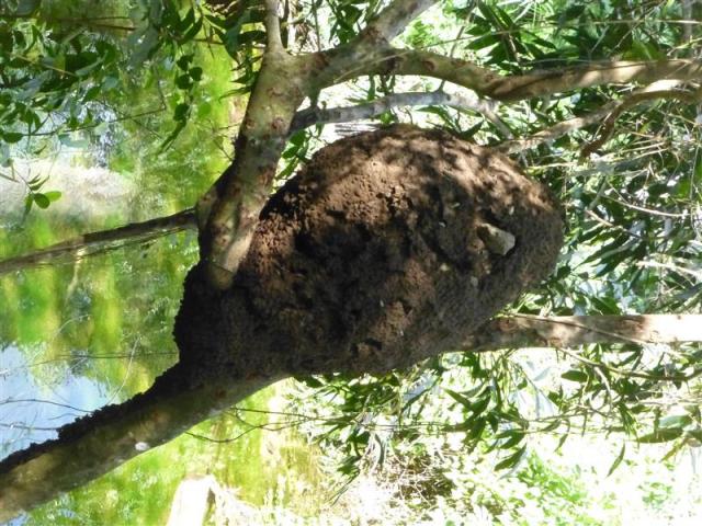 ../photos/cuba/Bill/P1070375.jpg?t=1775439601