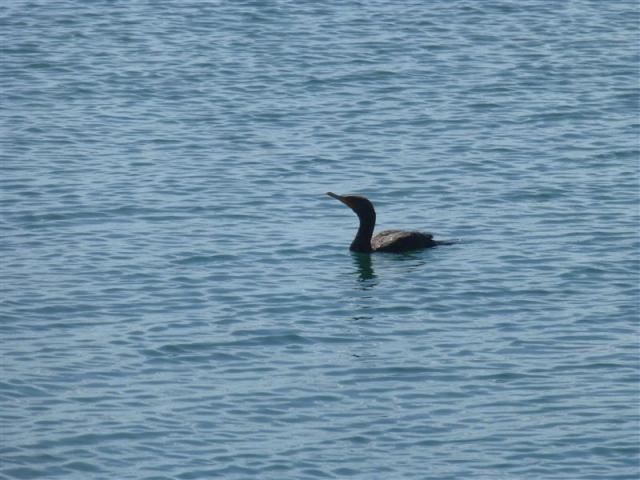 ../photos/cuba/Bill/bird_cormerant.jpg?t=1775438967