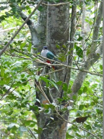 ../photos/cuba/Bill/bird_cuba_main_bird.jpg?t=1775439264