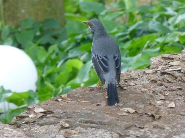 ../photos/cuba/Bill/bird_grey_red_legs.jpg?t=1775439264
