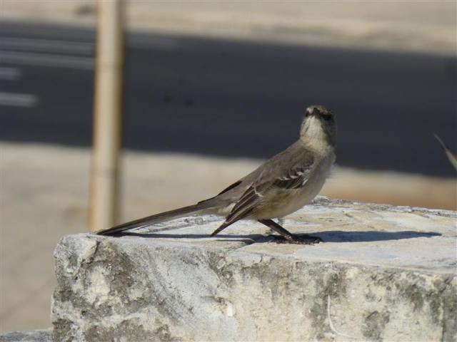../photos/cuba/Bill/bird_longtailed.jpg?t=1775440129