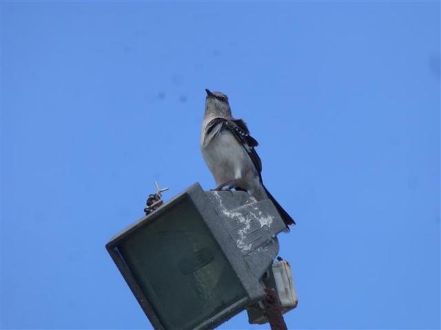 ../photos/cuba/Bill/bird_on_light.jpg?t=1775440129