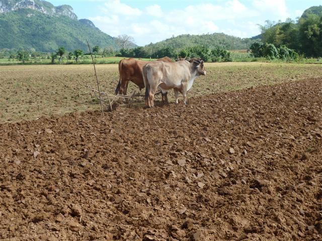 cuba/Jane/P1090400.jpg