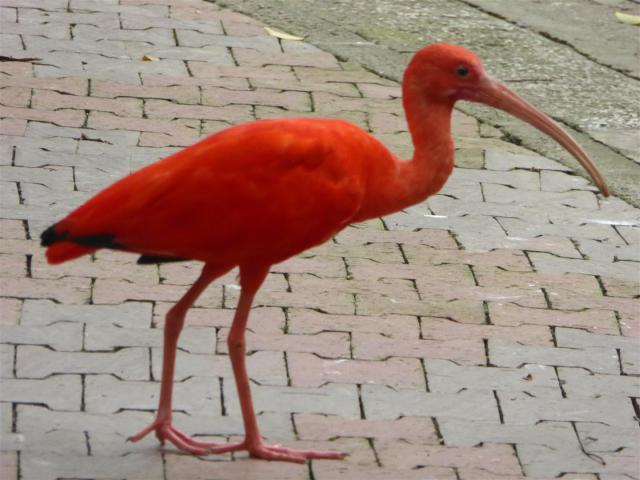 malaysia/Bill/P1050764_Large_.jpg