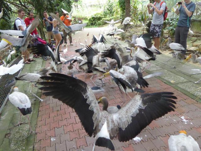 malaysia/Bill/P1050770_Large_.jpg