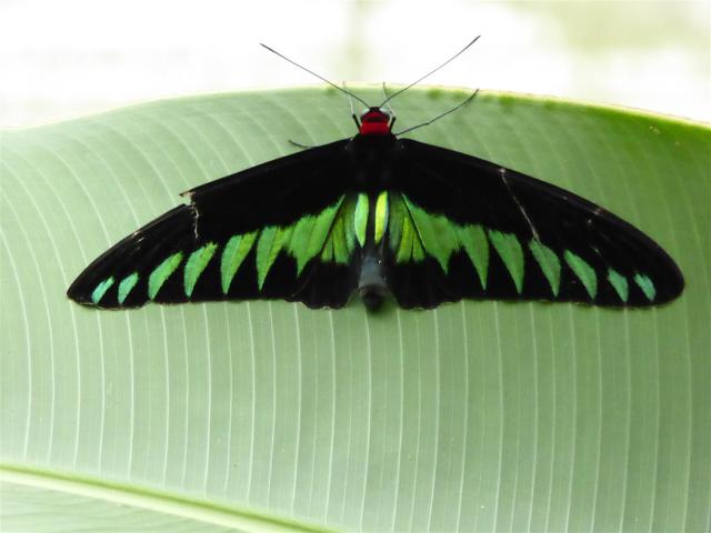 ../photos/malaysia/Bill/P1060066_Large_.jpg?t=1775411664