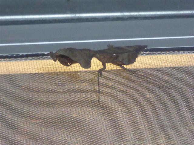 ../photos/malaysia/Bill/P1060095_Large_.jpg?t=1775411664