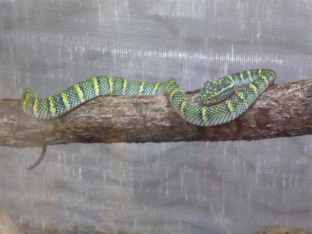 ../photos/malaysia/Bill/P1060112_Large_.jpg?t=1775411664