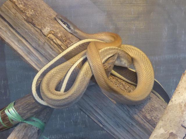 ../photos/malaysia/Bill/P1060117_Large_.jpg?t=1775411664