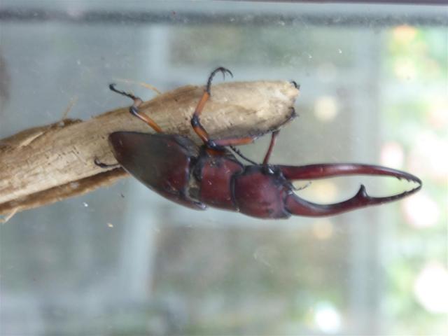 ../photos/malaysia/Bill/P1060123_Large_.jpg?t=1775411664