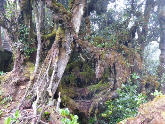 ../photos/malaysia/Bill/P1060136_Large_.jpg?t=1775411664