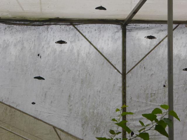 ../photos/malaysia/Jane/P1010952.jpg?t=1775411664