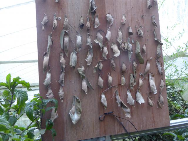 ../photos/malaysia/Jane/P1010960.jpg?t=1775411664