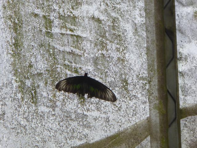 ../photos/malaysia/Jane/P1010962.jpg?t=1775411664