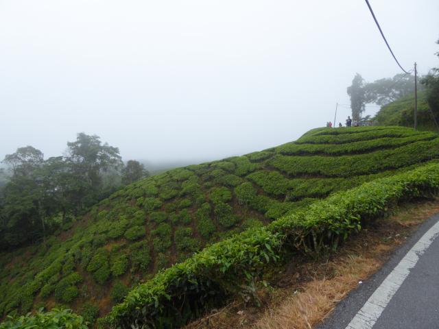 ../photos/malaysia/Jane/P1010990.jpg?t=1775411664